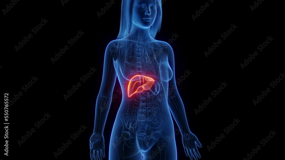 3d rendered medical animation of a woman's liver 3d rendered medical animation of a woman's liver