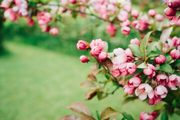 Foto auf Acrylglas Pantone 2023 Viva Magenta Spring banner, branches of blossoming red cherry with light bokeh background. Viva Pink magenta sakura flowers, copy space border branch. Selected focus on flower bud  © taniasv