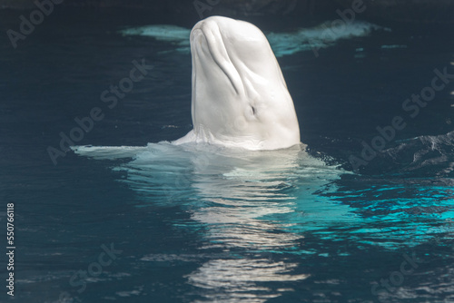 Fotobehang Beluga whale white dolphin portrait