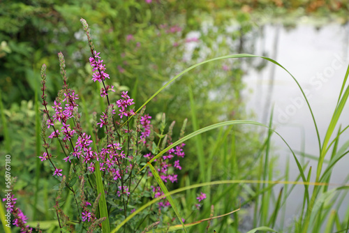 Purple loosestrife flowers - Cuyahoga Valley National Park, Ohio