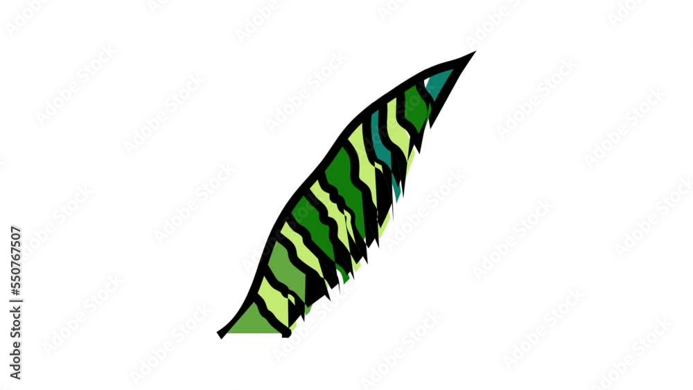 sansevieria leaf tropical color icon animation sansevieria leaf tropical color icon animation