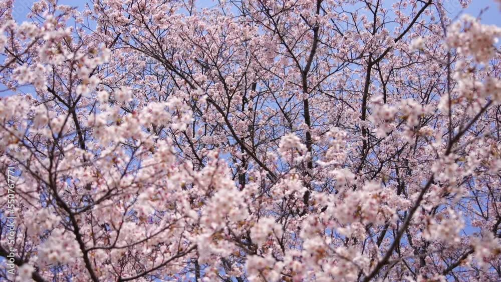 桜 さくら サクラ Sakura 桜 さくら サクラ Sakura