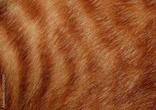 Orange cat hair, full frame orange fur, for the background.