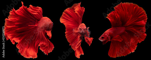 Beautiful movement of three red betta fish  Siamese fighting fish  Betta splendens on black background. Studio shot.
