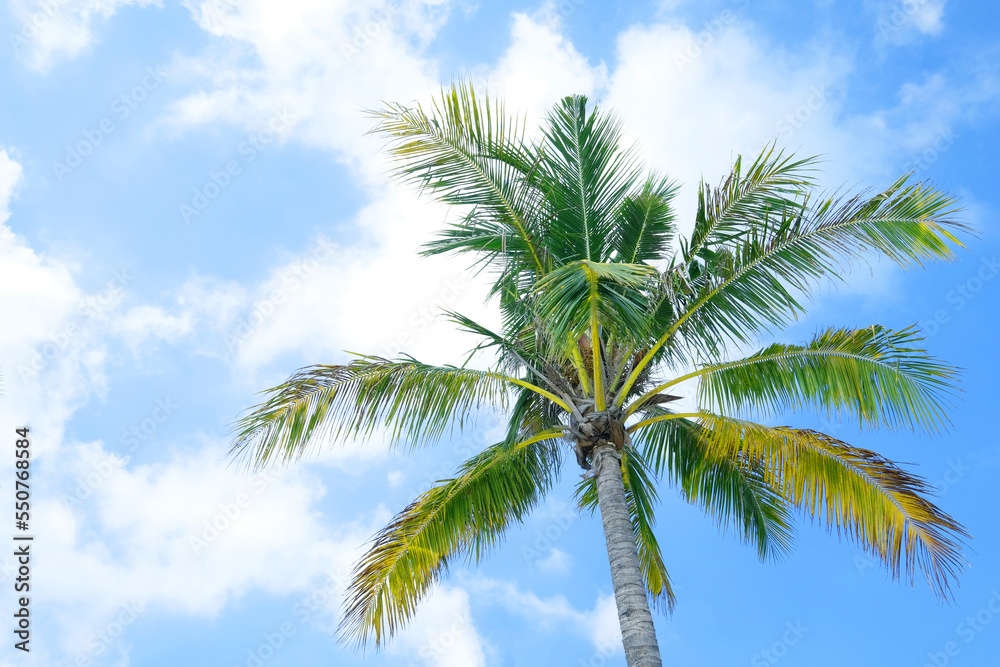 Beautiful coco palms in summer time. concept travel, holiday Thailand. Beautiful coco palms in summer time. concept travel, holiday Thailand.