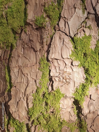 Background. Tree bark with visible big cracks and algae. Natural wood background.