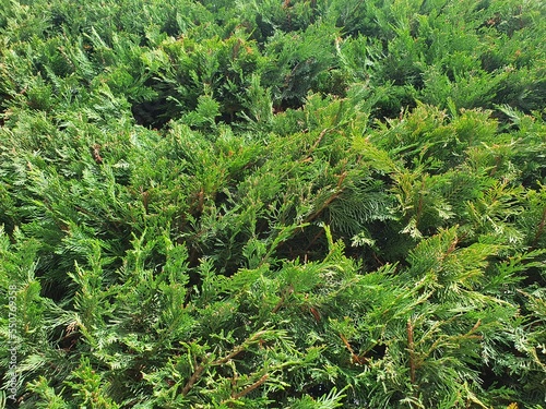 Background of Christmas tree branches.
