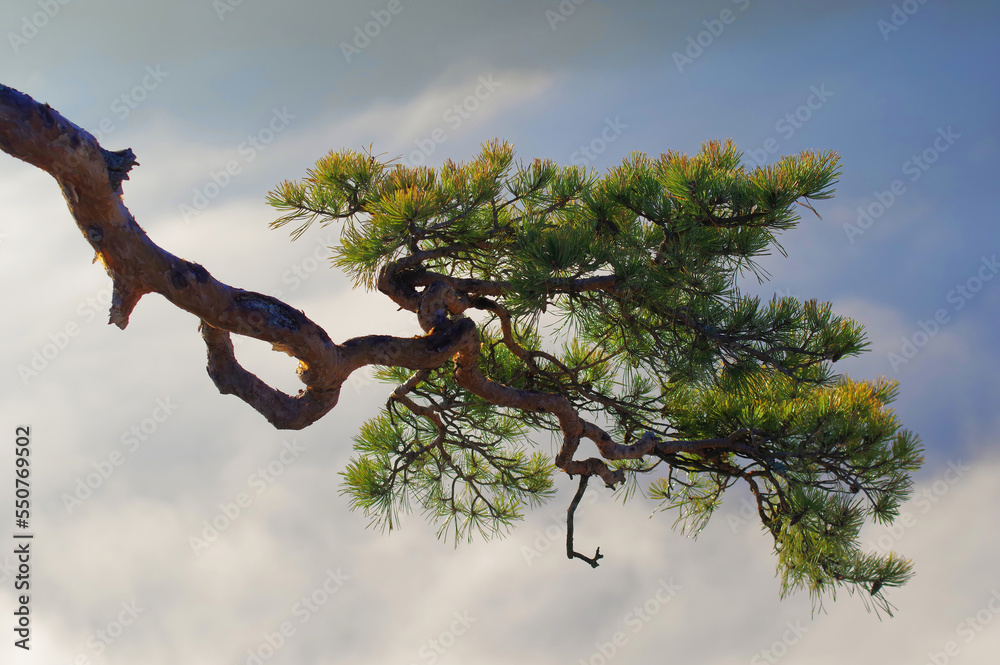 Relic pine in the Pieniny mountains, Sokolica peak. Relic pine in the Pieniny mountains, Sokolica peak.