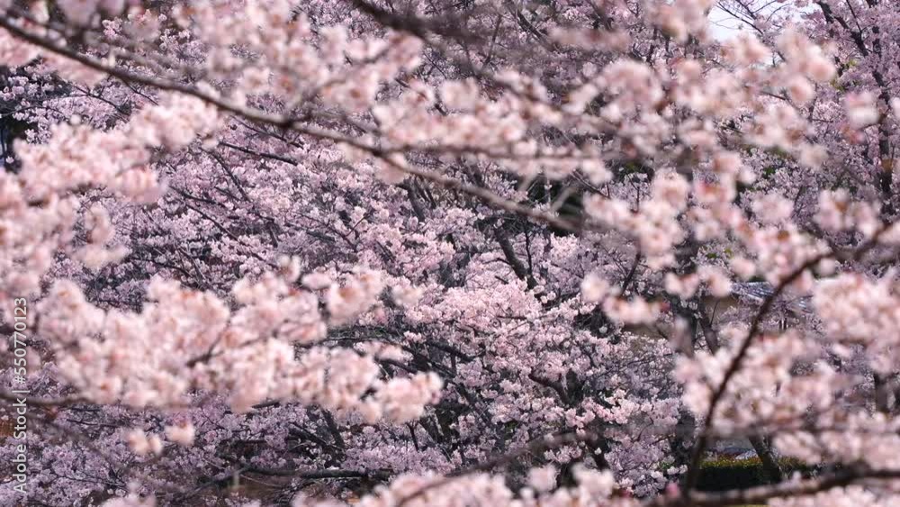 桜 さくら サクラ Sakura 桜 さくら サクラ Sakura