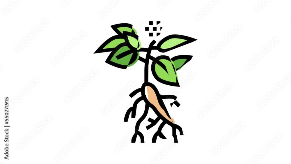 ginseng plant color icon animation ginseng plant color icon animation