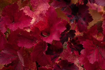 Foto auf Acrylglas Pantone 2023 Viva Magenta Weinblätter in purpurroter Farbe. Die Trendfarbe 2023 ist viva magenta. Konzeptioneller natürlicher Herbsthintergrund. Trauben anbauen. Ernte. Natürliches Design für Mode, Websites. Vollbild, Blätter  © Anna Pismenskova