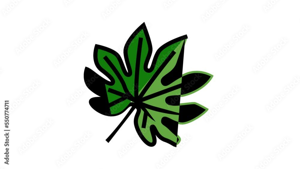 fatsia japonica tropical leaf color icon animation fatsia japonica tropical leaf color icon animation