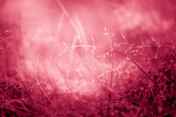 Foto auf Acrylglas Pantone 2023 Viva Magenta Dry spikelets of grass with dew drops and sun rays toning in Viva Magenta background. Beautiful natural blurry landscape in autumn outdoors.Trendy creative design in color of 2023. High quality photo  © lara-sh