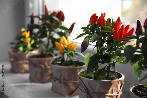 Capsicum Annuum plants. Many potted multicolor Chili Peppers on windowsill indoors  space for text