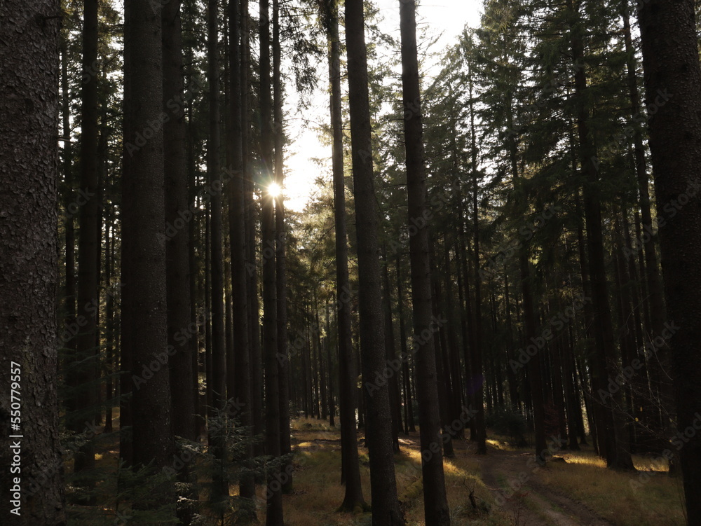 Fototapeta premium path in the forest