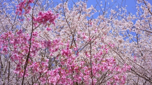 Wallpaper Mural 桜　さくら　サクラ　Sakura Torontodigital.ca