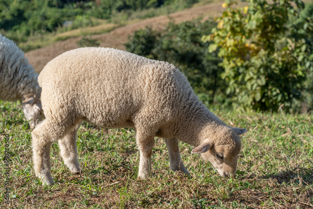 Sheeps on green grass with high mountain view Sheeps on green grass with high mountain view