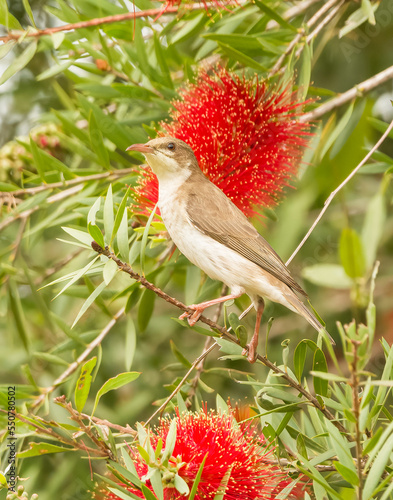 Brown backed honeyeater ( ramsayornis-modestu ) photo