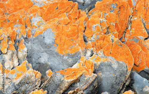 Abstract of orange lichens on granite rocks, found on the Tasmanian coast, closeup landscape formation. 