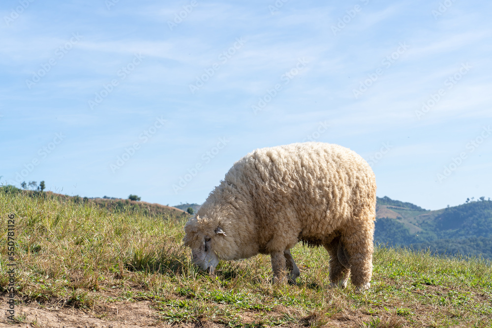 Obraz premium Sheeps on green grass with high mountain view
