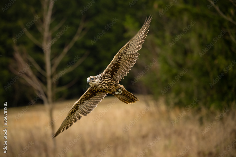 Falcon flying in The Bohemian Moravian Highlands. Falcon flying in The Bohemian Moravian Highlands.