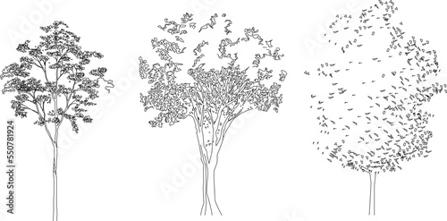 Vector sketch of trees side and top view with white background