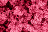 Purple heuchera leaves close-up, top view.Natural floral background in color Viva Magenta. Demonstrating the colors of 2023.Selective focus.