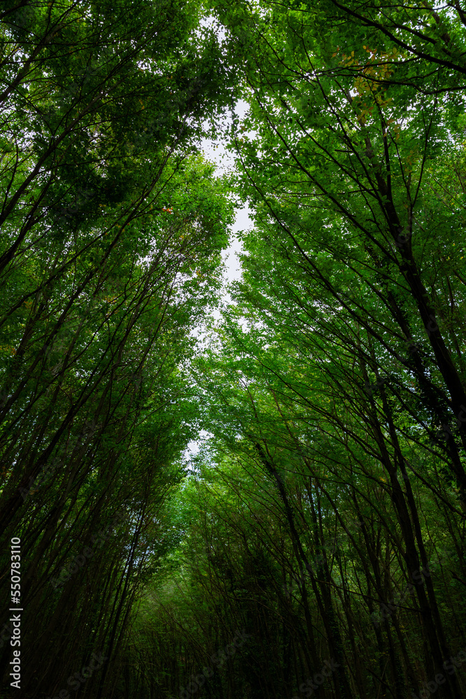 Long trees in a lush forest. Carbon net zero vertical concept photo Long trees in a lush forest. Carbon net zero vertical concept photo