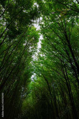 Long trees in a lush forest. Carbon net zero vertical concept photo