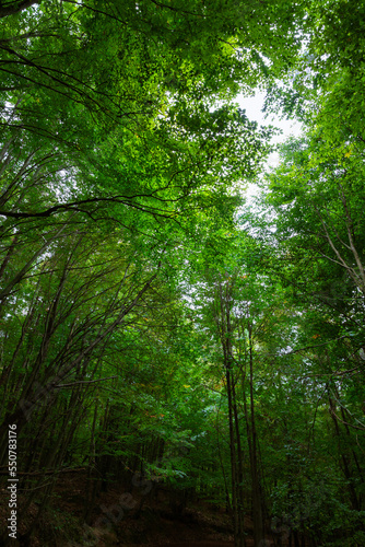 Forest vertical photo. Green trees in a forest. Carbon net zero concept