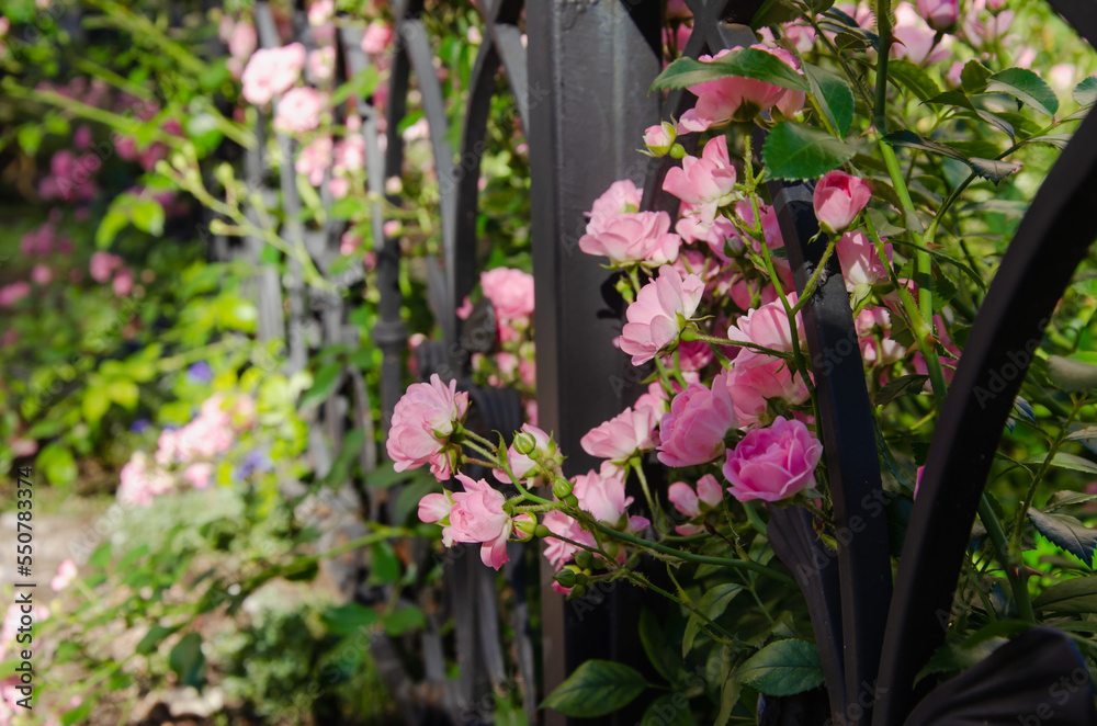 small pink roses in the garden, garden design with beautiful flowers