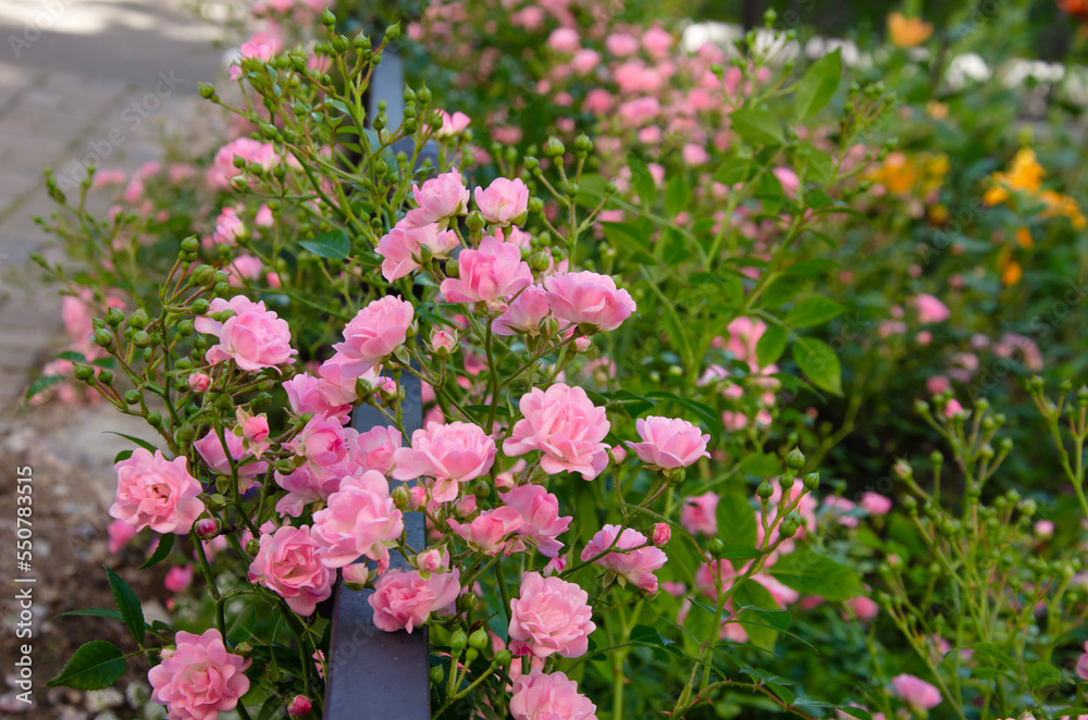 small pink roses in the garden, garden design with beautiful flowers small pink roses in the garden, garden design with beautiful flowers