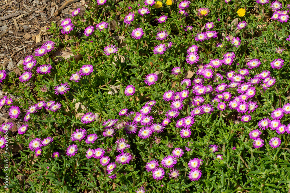 Fototapeta premium A carpet of purple and white flowers of a 'fig fusion' ice-plant (delosperma)