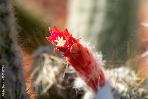 Close up of red flower of a silver torch cactus (cleistocactus strausii) in a desert garden photo