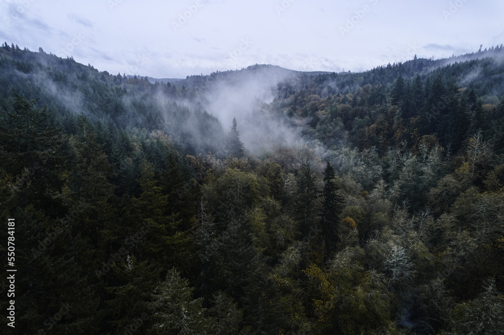 Fog in the Trees