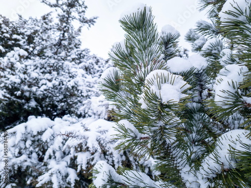 Winter spruce forest. Green fir branches under the snow in the winter park.