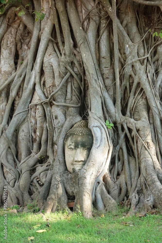 Buddha's head in tree roots at wat mahathat in ayutthaya,Thailand Buddha's head in tree roots at wat mahathat in ayutthaya,Thailand
