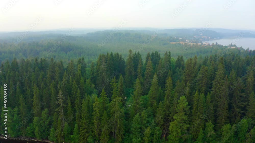 Tree tops in foggy forest, conifer woods in mist, fog. Green coniferous woodland in overcast weather.Peaceful nature landscape, aerial view from drone Tree tops in foggy forest, conifer woods in mist, fog. Green coniferous woodland in overcast weather.Peaceful nature landscape, aerial view from drone
