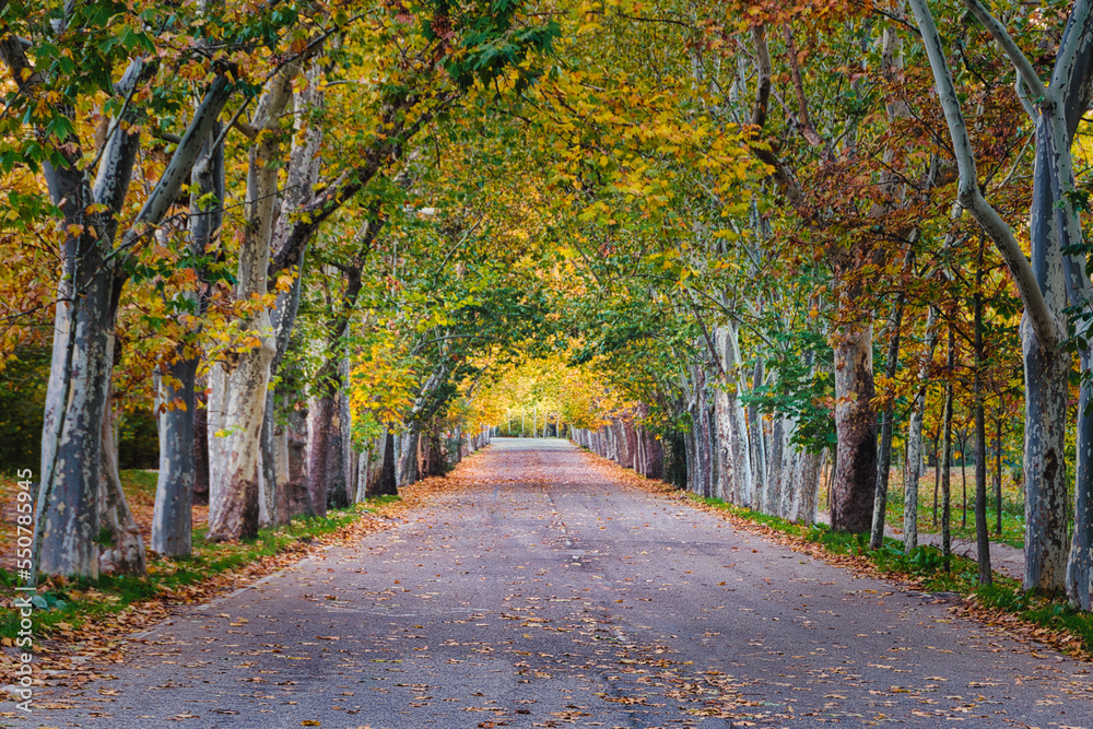 Autumn landscape with lonely road lined with trees in the Casa de Campo in Madrid (Spain).