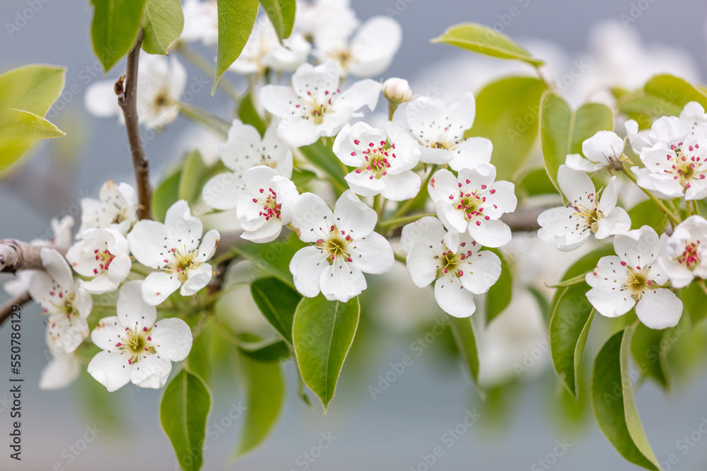 Flowers on the branches of a pear tree in spring.