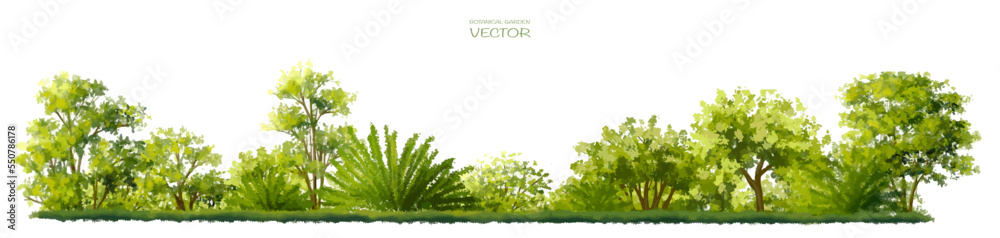 Fototapeta premium Vector watercolor of tree side view isolated on white background for landscape and architecture drawing, elements for environment and garden, painting botanical for section and elevation