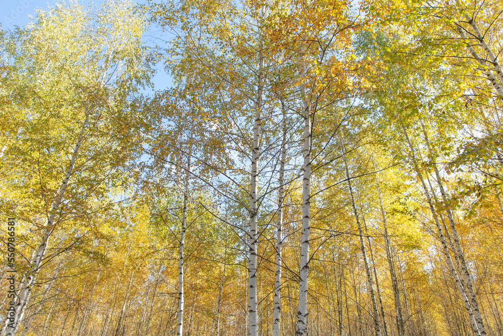 Yellow leaves on a birch tree in autumn.