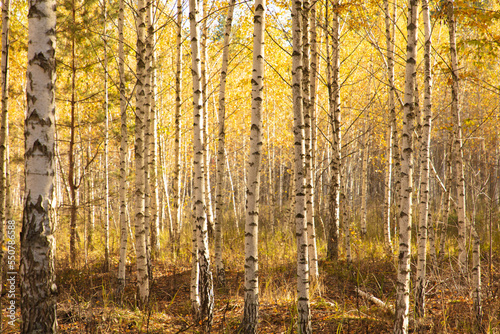 Yellow leaves on a birch tree in autumn.