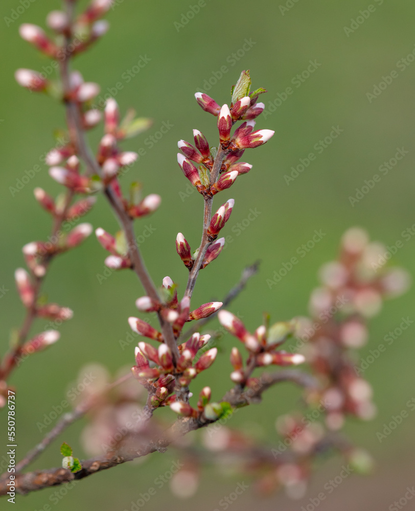 Closed flowers in buds on a cherry tree in spring. Closed flowers in buds on a cherry tree in spring.