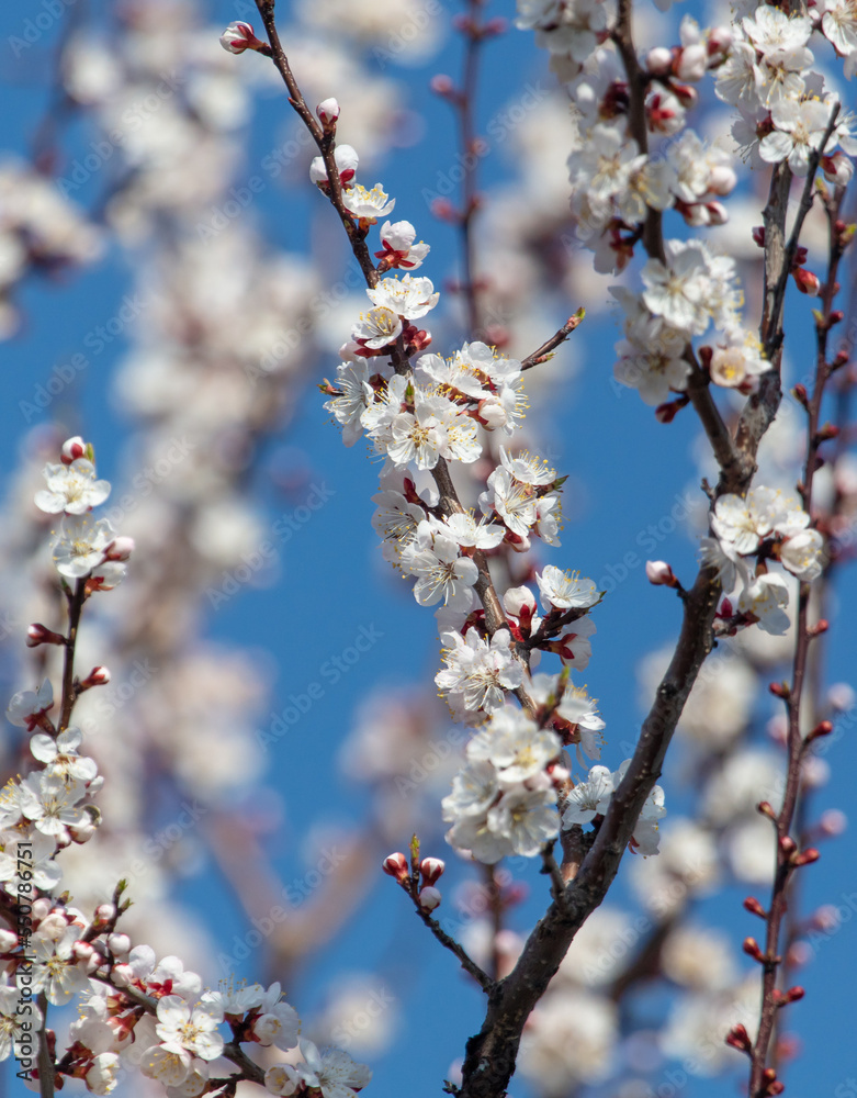 White flowers on an apricot tree against a blue sky. White flowers on an apricot tree against a blue sky.