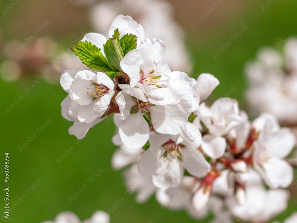 Cherry blossoms on a tree in spring. Cherry blossoms on a tree in spring.