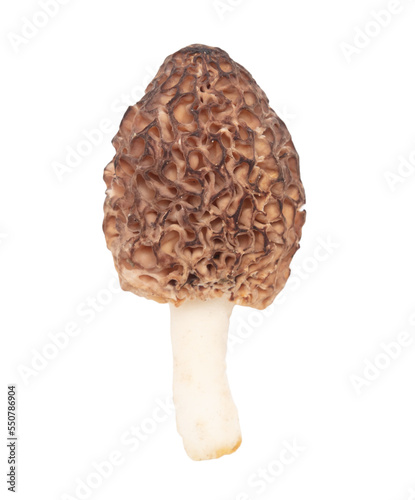 One morel mushroom isolated on white background.