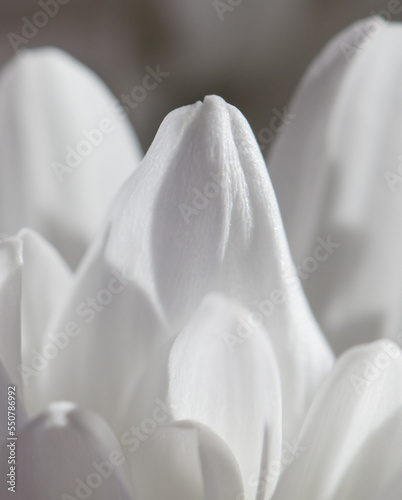 Petals of white chrysanthemum flowers as background.