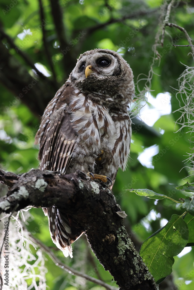 Fototapeta premium young Barred Owl at the Circle B Bar Reserve Florida USA