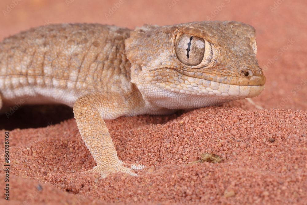 A Helmeted Gecko in the sand
A Helmeted Gecko in the sand